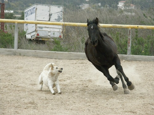 חוות מונפורטויטו